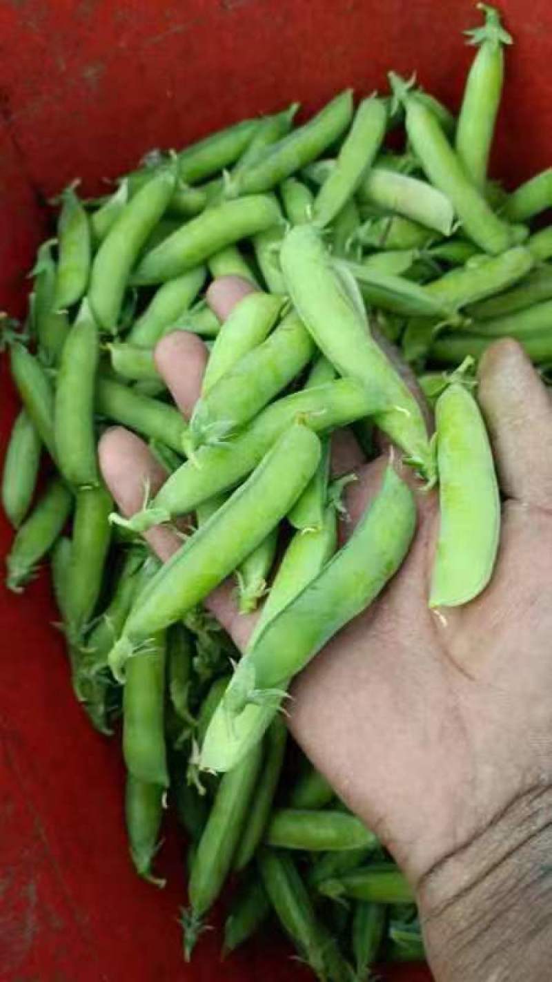 云南保山精品甜脆豌豆长寿仁中弯二号电商一件代发社区团购