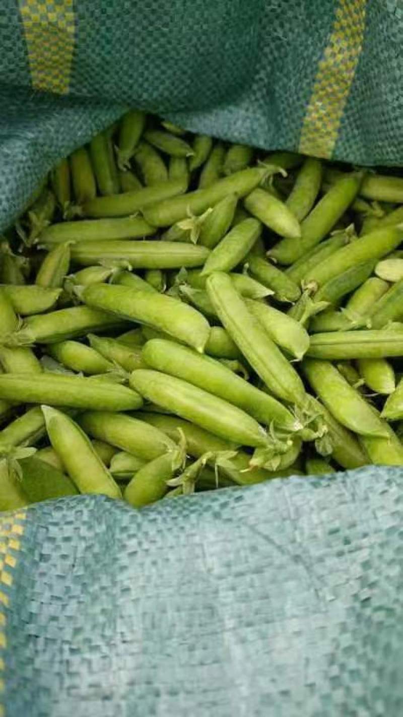 云南保山精品甜脆豌豆长寿仁中弯二号电商一件代发社区团购