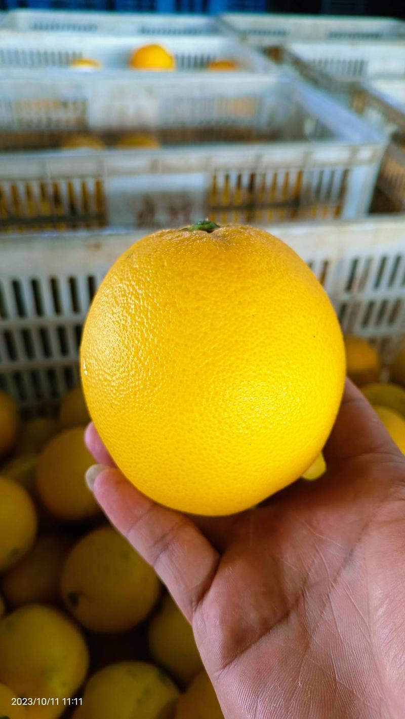 长虹脐橙产地大量供应中，个大均匀口感纯甜化渣，现摘现发