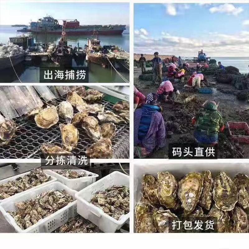 生蚝鲜活全国发货牡蛎原产地汫洲直发烧烤餐厅团购