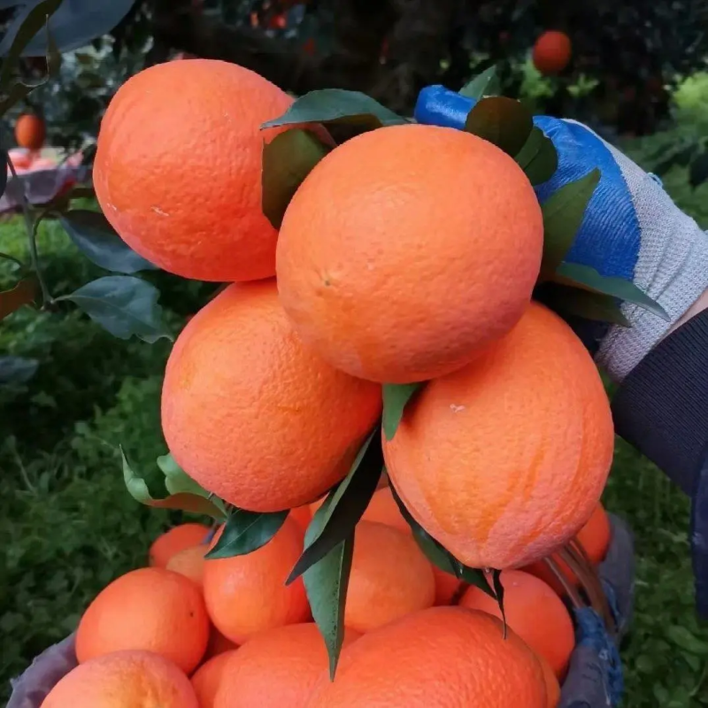 【橙子】正宗长虹脐橙湖北脐橙现摘现发量大从优欢迎咨询