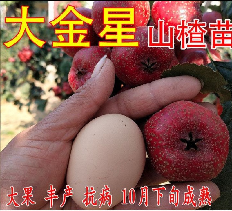 山楂树苗3公分大金星山楂树价格山楂小苗