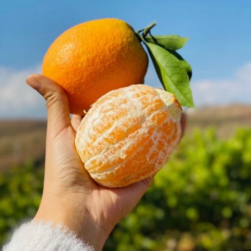 【橙子】正宗长虹脐橙湖北脐橙现摘现发量大从优欢迎咨询