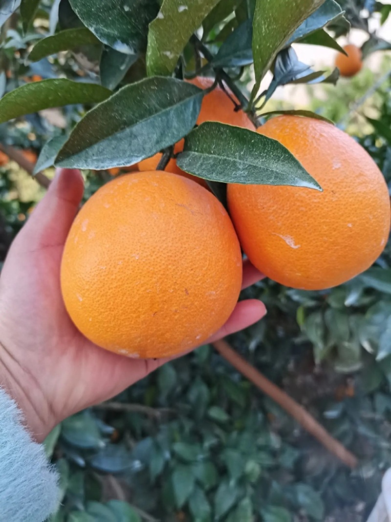 【橙子】正宗长虹脐橙湖北脐橙现摘现发量大从优欢迎咨询