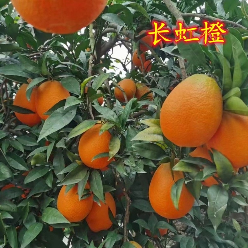 【橙子】正宗长虹脐橙湖北脐橙现摘现发量大从优欢迎咨询