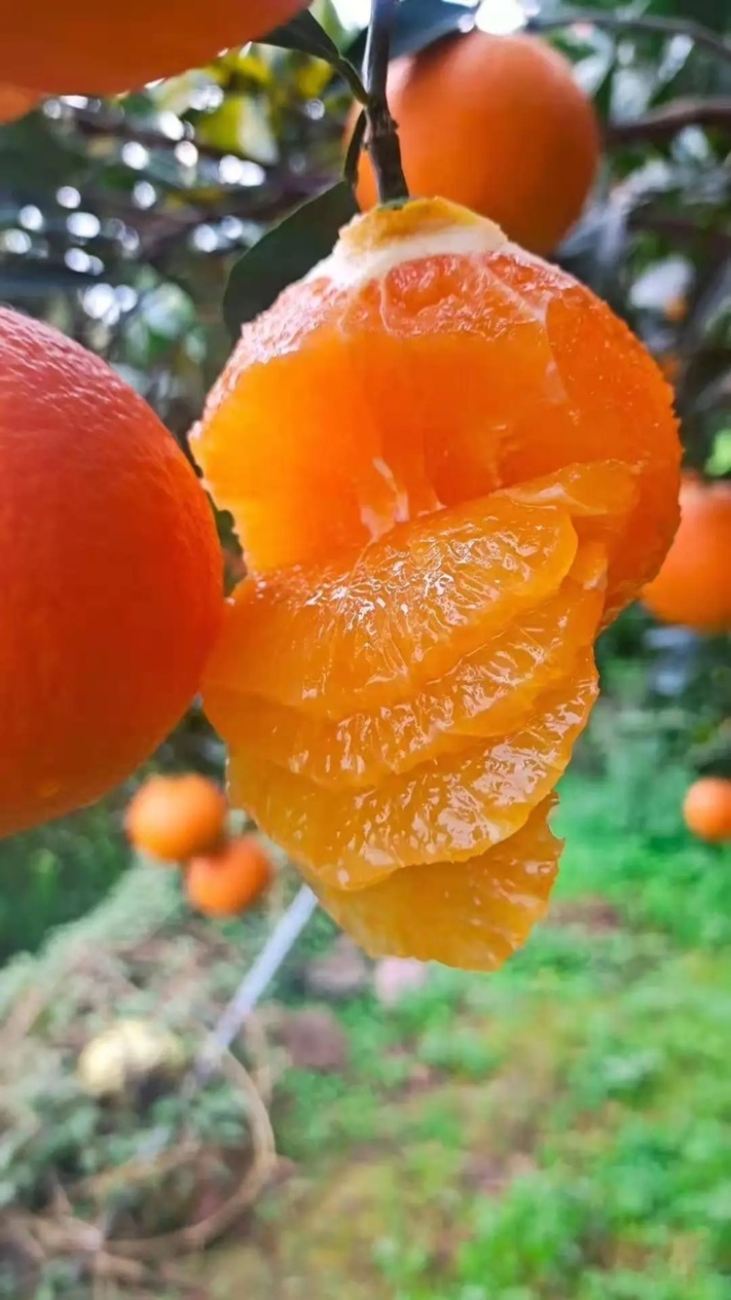【橙子】正宗长虹脐橙湖北脐橙现摘现发量大从优欢迎咨询
