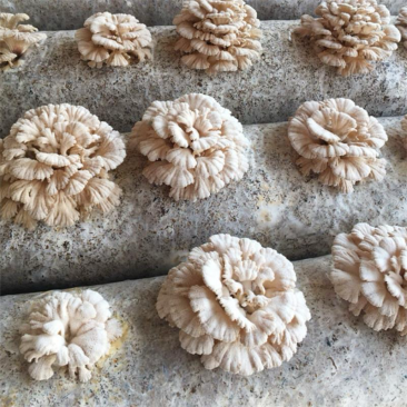 白参菌菌棒工厂直销批发