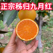 【橙子】湖北九月红脐橙果冻橙入口化渣对接全国市场电商