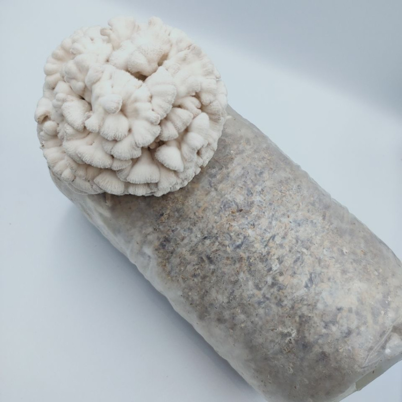 白参菌菌棒工厂直销批发