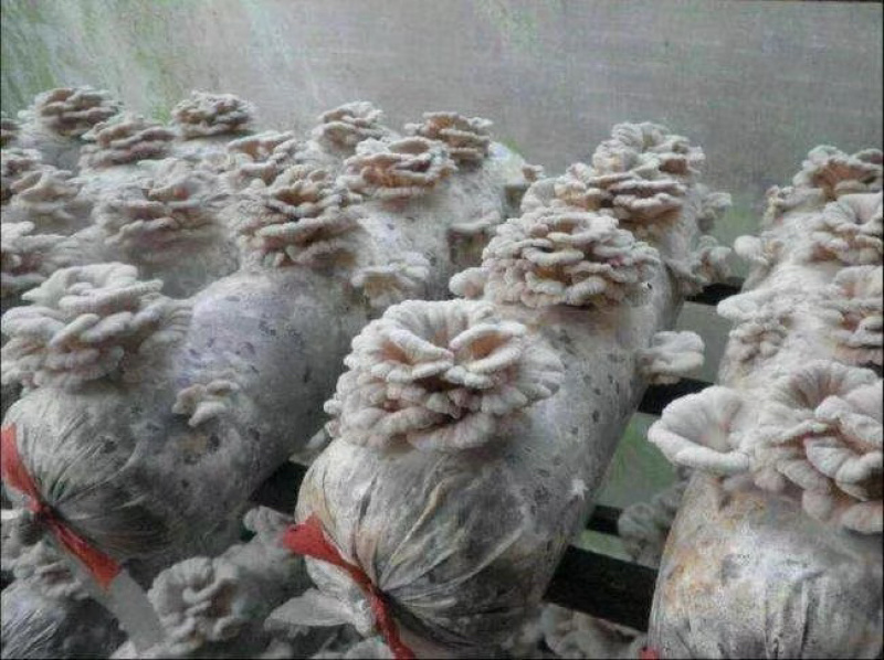 白参菌菌棒工厂直销批发