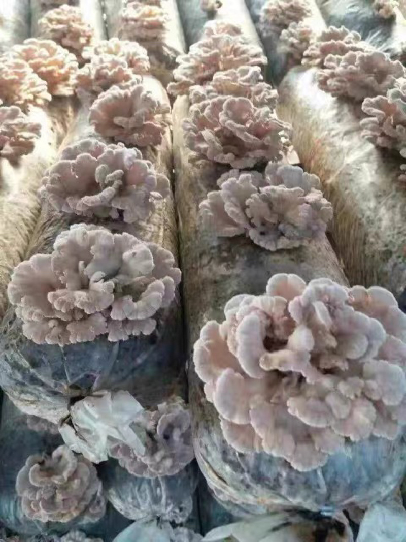 白参菌菌棒工厂直销批发
