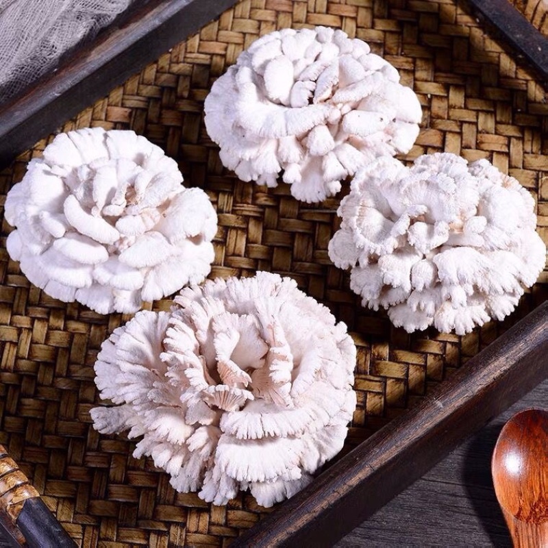 白参菌菌棒工厂直销批发