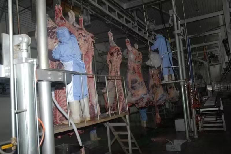 西门塔尔牛肉在加工车间中被精细分割,用于不同部位的肉品销售 西门塔尔牛肉分割与加工