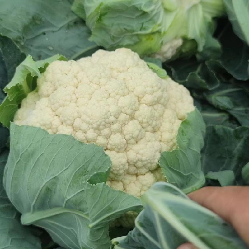 【精品】白花菜大量现货供应产地一手货源直发量大价优