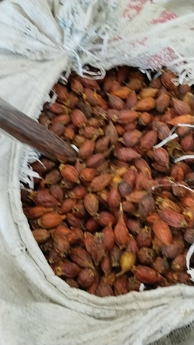 栀子，福建栀子，江西栀子，水栀子。各种规格，产地直销。