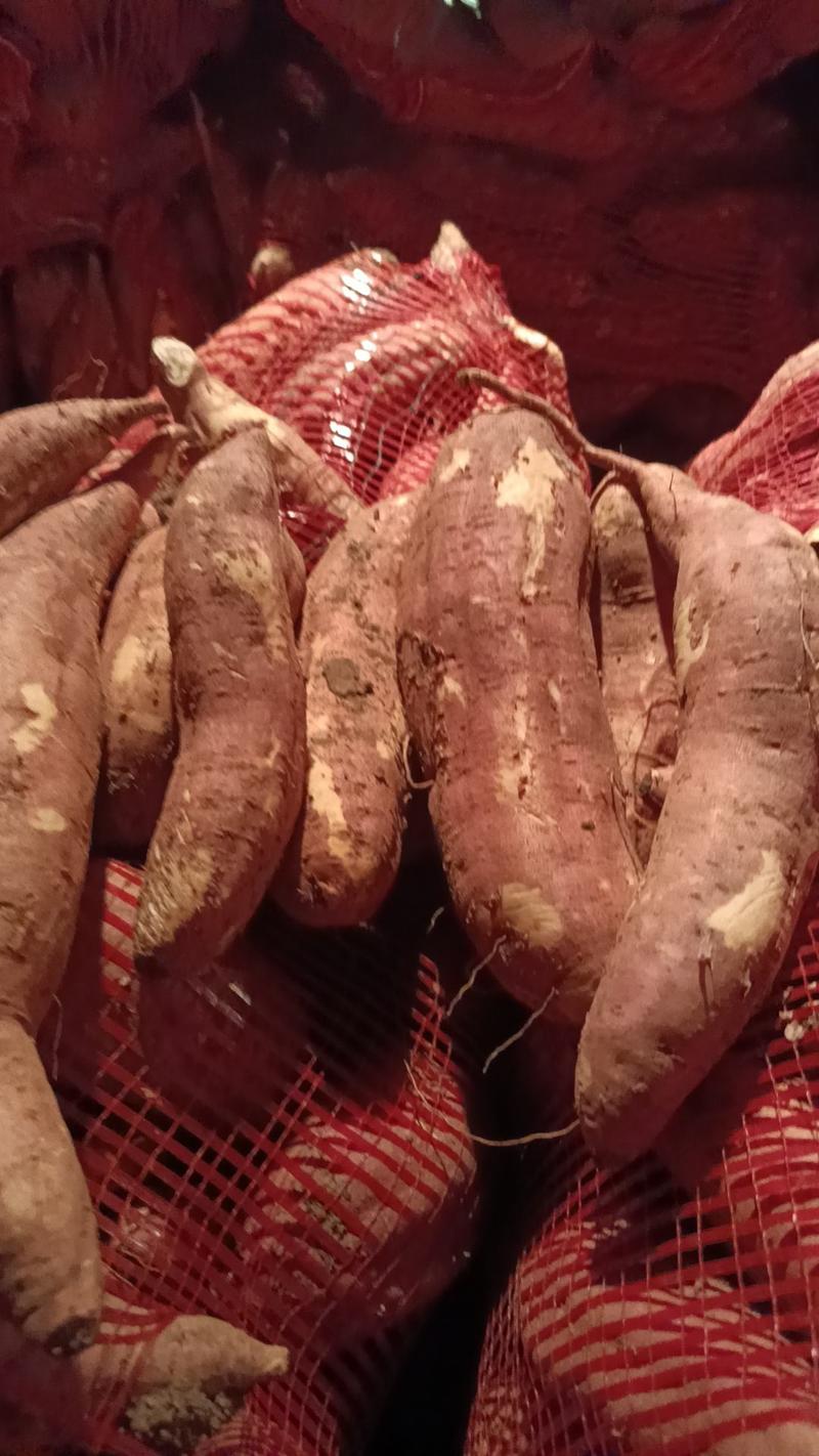 精品哈密红薯纯黑土地种植质量保证欢迎咨询