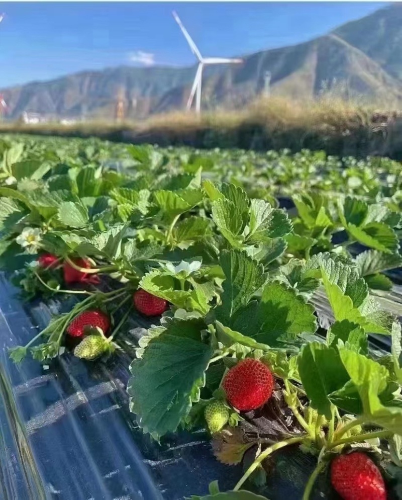 大凉山露天草莓