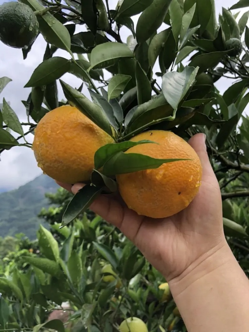 【夏橙】湖北橙子皮薄肉多汁水丰富对接各大市场电商