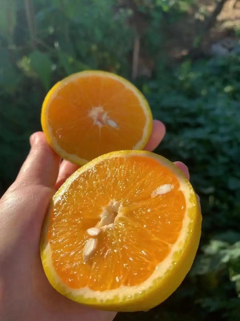 【夏橙】湖北橙子皮薄肉多汁水丰富对接各大市场电商