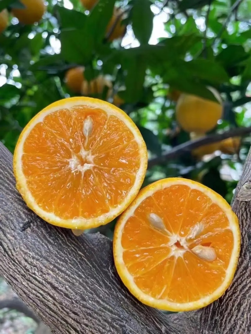 【夏橙】湖北橙子皮薄肉多汁水丰富对接各大市场电商