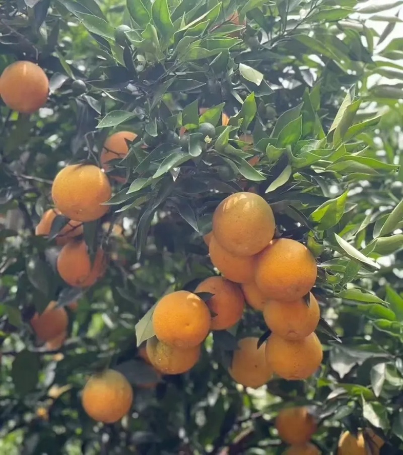 【夏橙】湖北橙子皮薄肉多汁水丰富对接各大市场电商