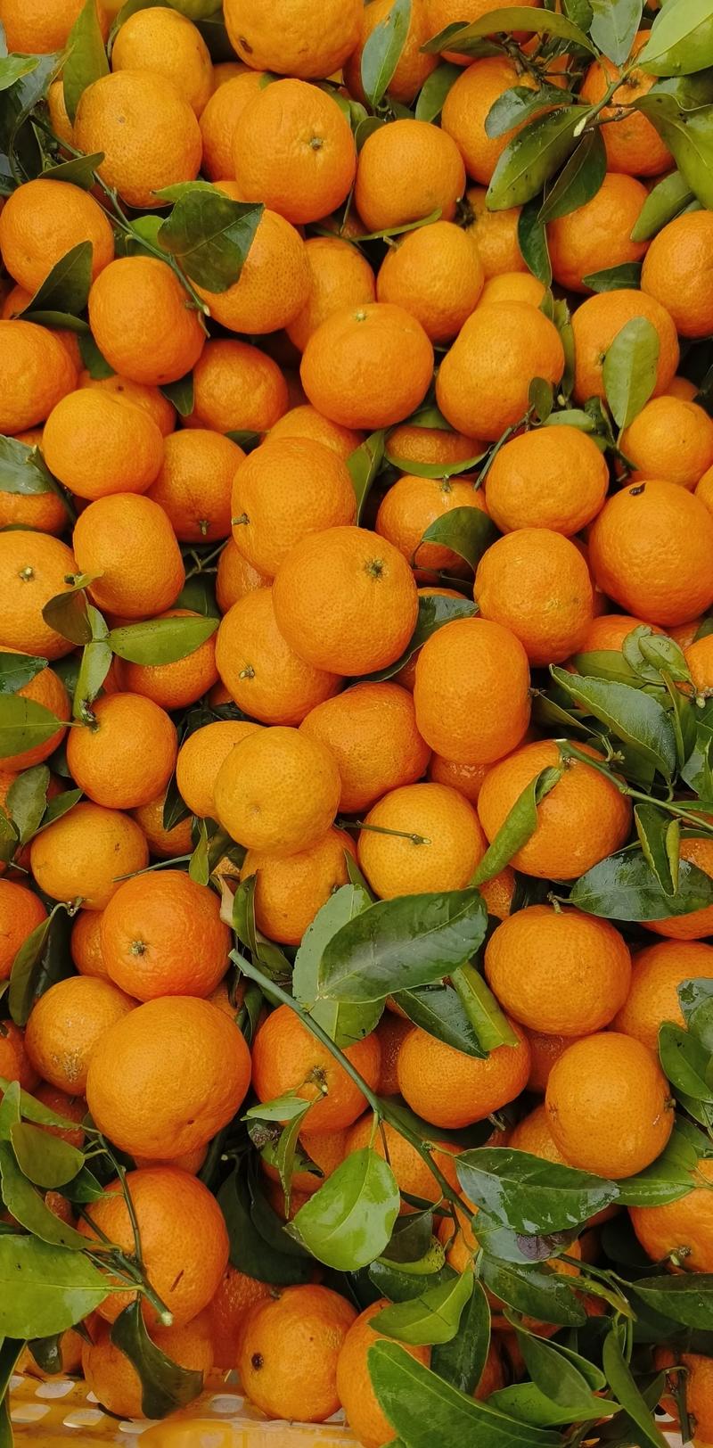 《实力》沙糖桔广西精品砂糖橘大量上市质量保证