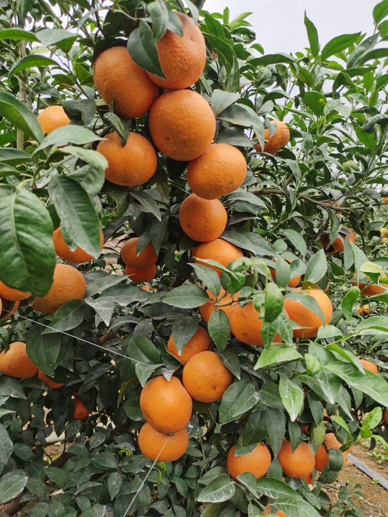 《实力》广西柑橘精品沃柑大量上市口感甜货源充足