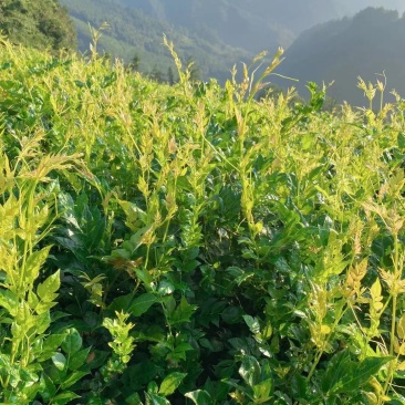 莓茶