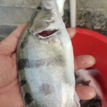 鳜鱼