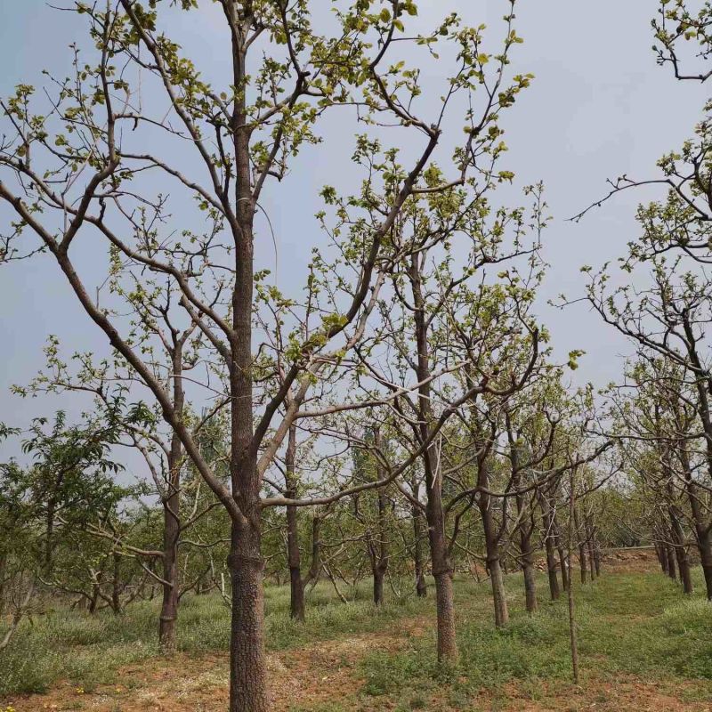【精选】河北柿子树5-60公分大量现货，价格优惠可实地看货~