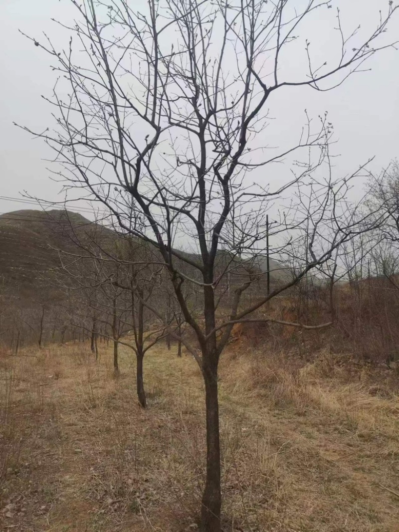 【精选】河北柿子树5-60公分大量现货，价格优惠可实地看货~