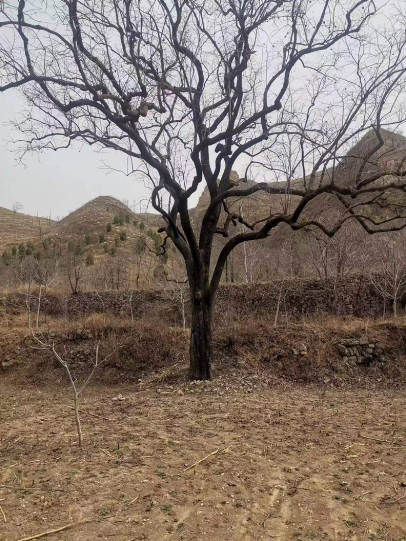 【精选】河北柿子树5-60公分大量现货，价格优惠可实地看货~