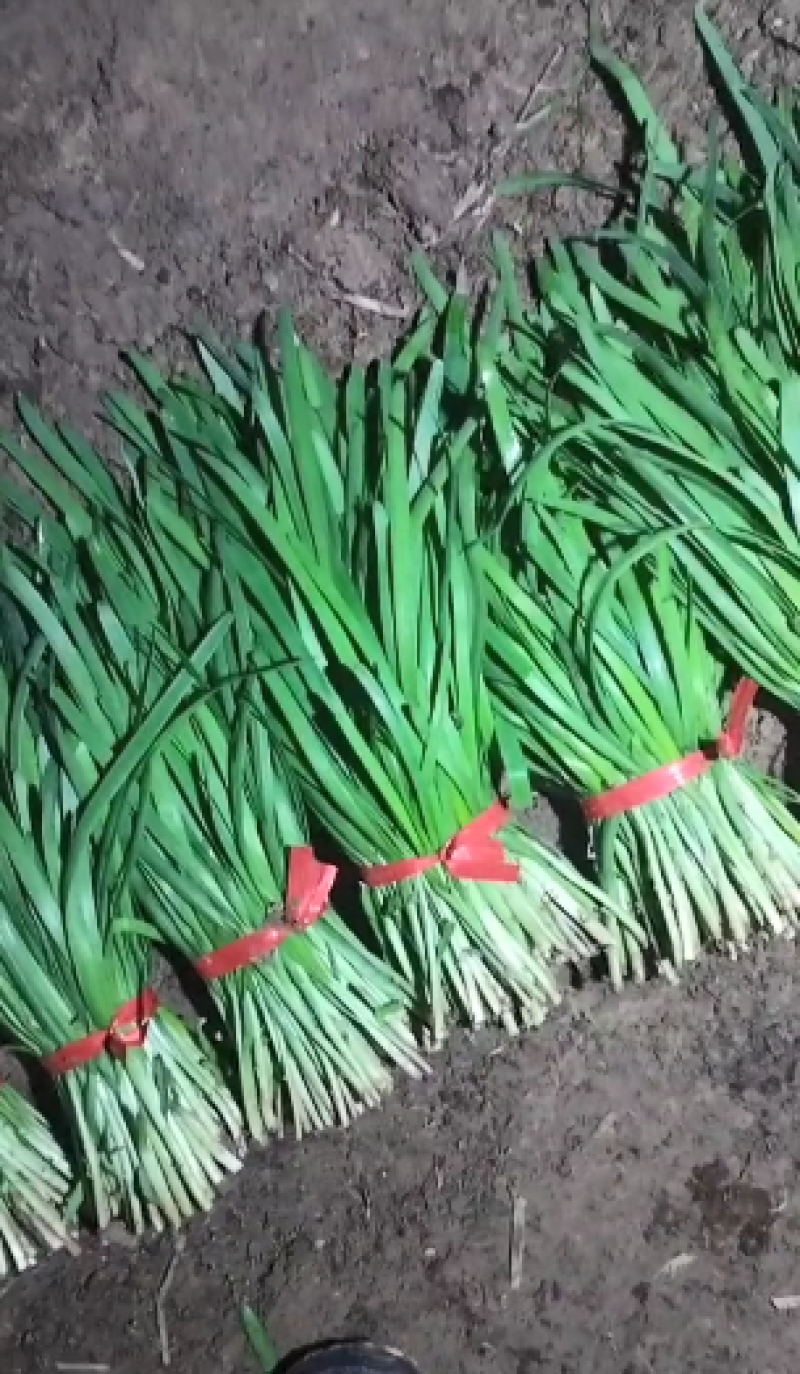 精品韭菜一手货源量大从优质量保证欢迎咨询