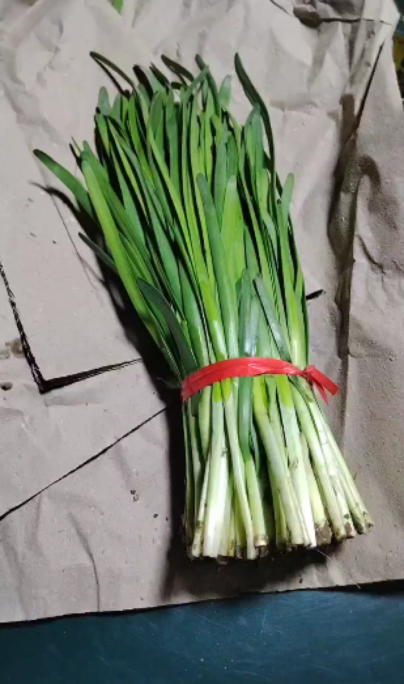 精品韭菜一手货源量大从优质量保证欢迎咨询