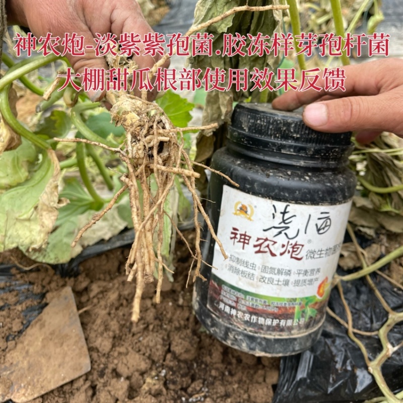 根结线虫专用淡紫紫孢菌胶冻样芽孢杆菌微生物微生物菌剂