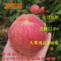 桃树苗中晚熟新品种夏甜桃树苗果园直发适应南北方提供技术
