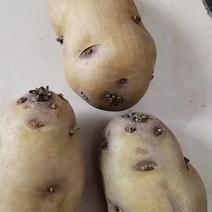 荷兰土豆种子