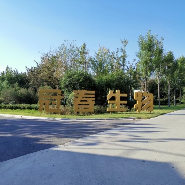 无毒组培樱桃苗、草莓苗。山东最大组培生产工厂，可代工生产