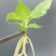 无毒组培樱桃苗、草莓苗。山东最大组培生产工厂，可代工生产