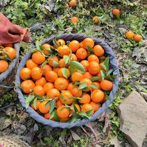 红橘销售，帮农村老人家销售，农产品。