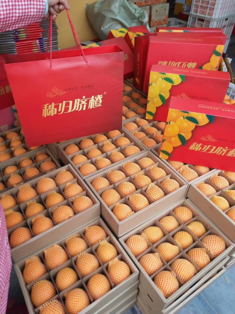 湖北秭归中华红血橙产地直供货源充足支持电商一件代发
