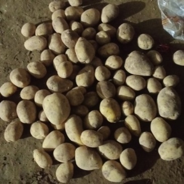 陕西榆林精品土豆，产地大量发货，质量保证，视频实地看货