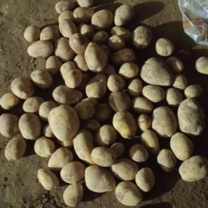 陕西榆林精品土豆，产地大量发货，质量保证，视频实地看货