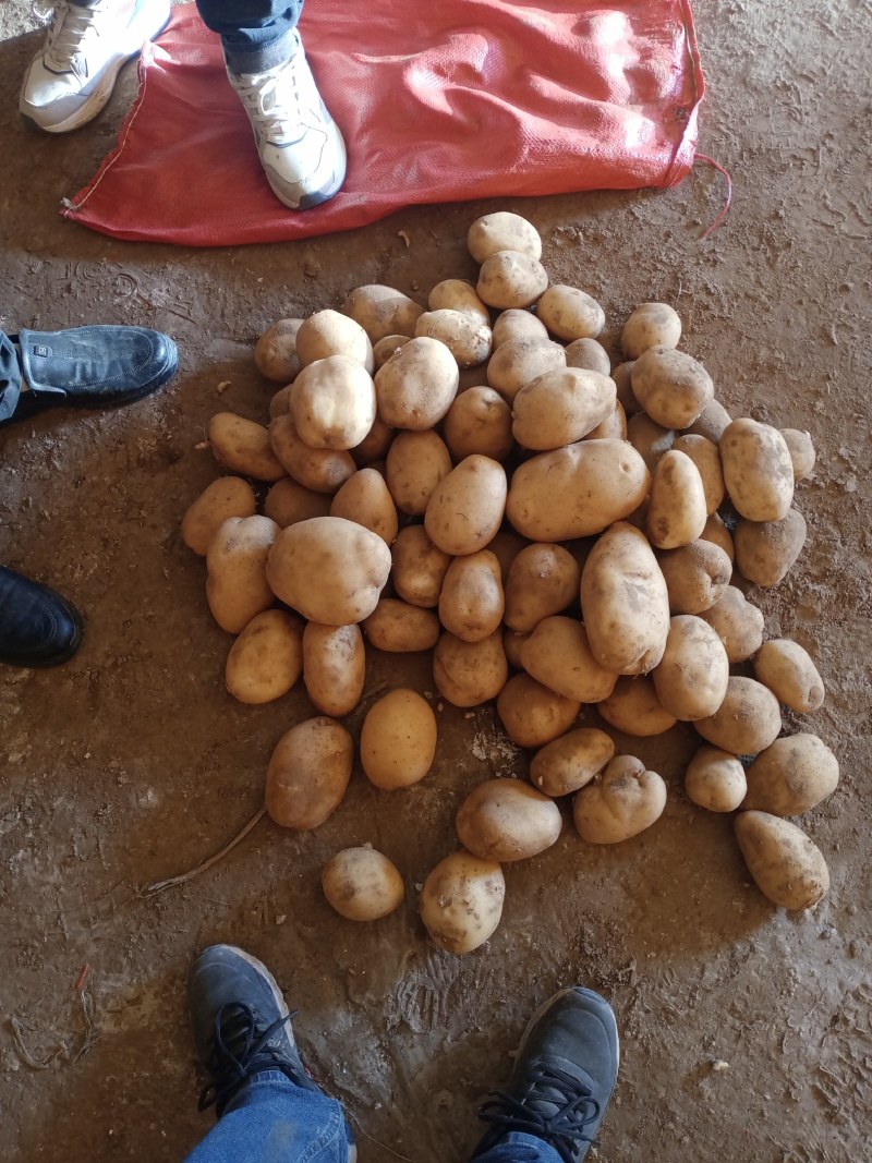 陕西榆林精品土豆，产地大量发货，质量保证，视频实地看货