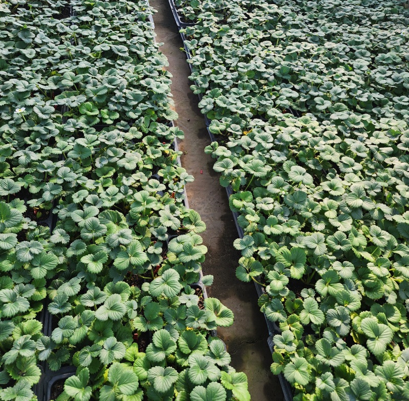 蒙特瑞高架脱毒穴盘苗种苗实验室脱毒全程高架无土基