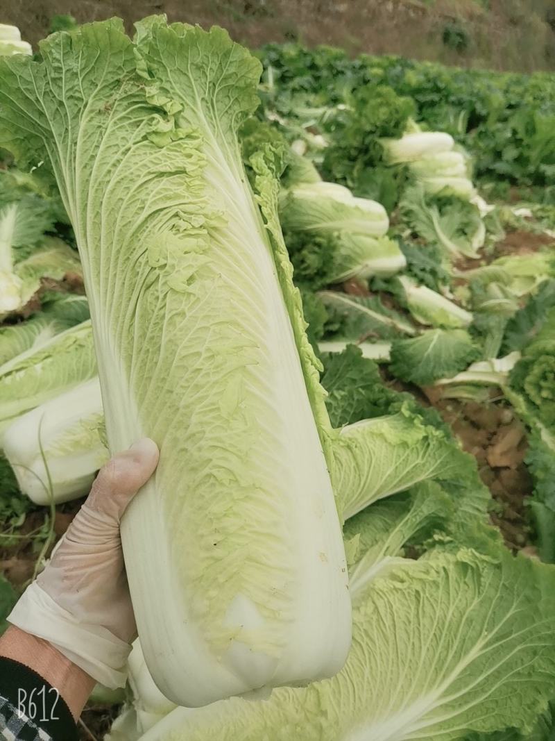 竹筒菜