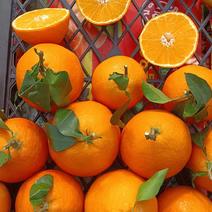 爱媛38果冻橙大量现货比产地还便宜。质量有