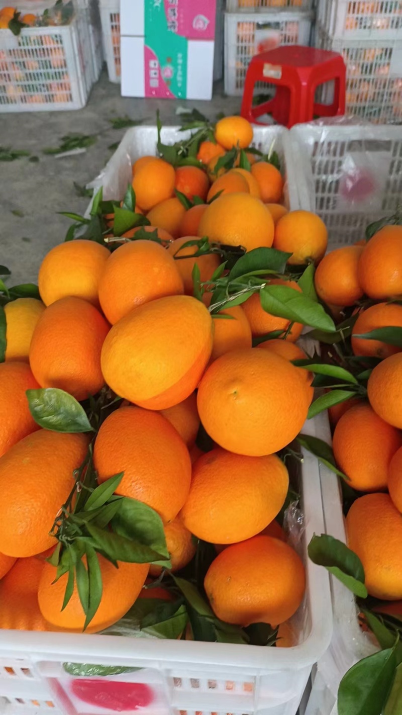 【推荐】精品奉节脐橙基地直供全国代发欢迎来电咨询