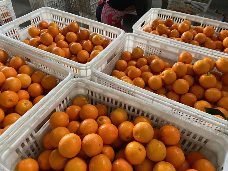 【推荐】精品奉节脐橙基地直供全国代发欢迎来电咨询