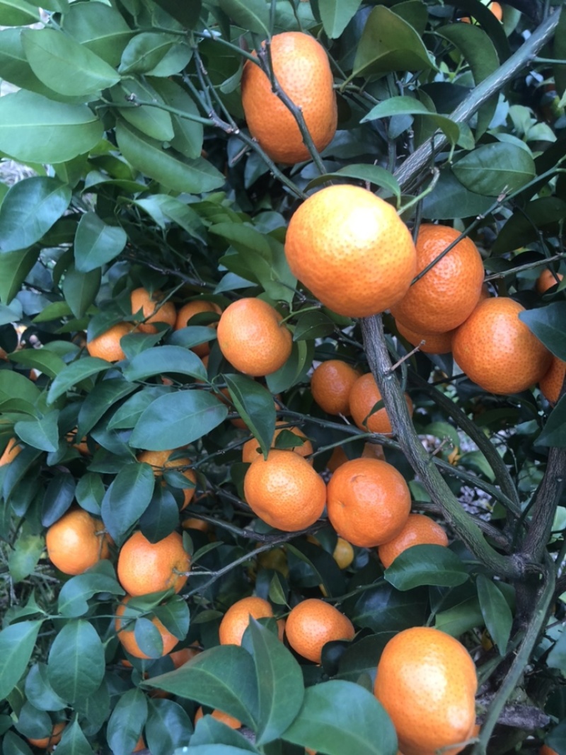 沙糖桔，有货需要的大佬